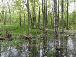 Learn More About Vernal Pools