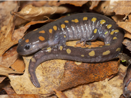 Frogs, salamanders, and fairy shrimp are appearing at a vernal pool near you