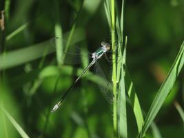 Chasing Damselflies: Indicator Insects and the Power of Community Science